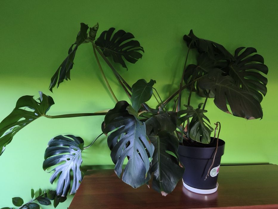 Sprzedam 2 Kwiaty Monstera