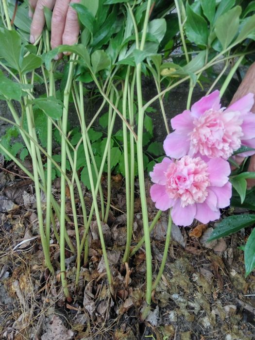 Корни пионов травянистые и древовидный.