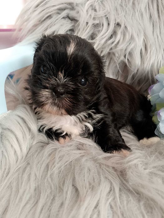 Śliczny piesek rasy Shih-Tzu