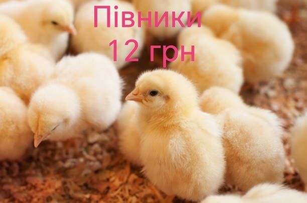 Петухи Півні Півень Петушки Півники Курчата Циплята Несушка ДОБОВІ