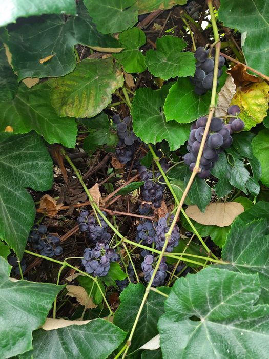 Witam sprzedam winogrono