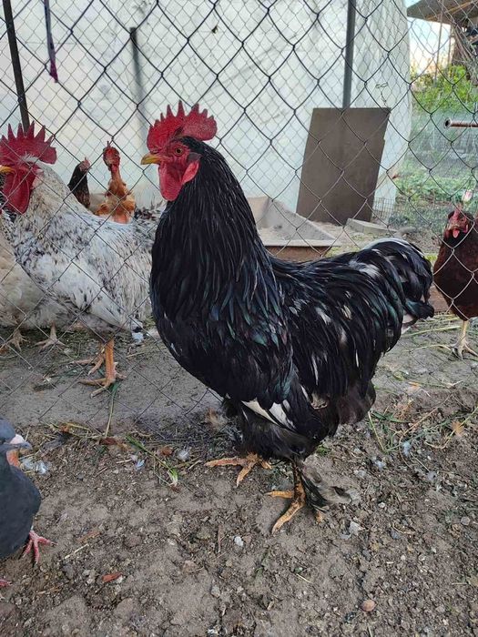 Продам півники і курочки