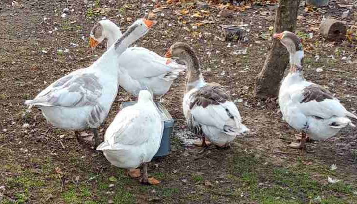 Продаю домашніх гусей
