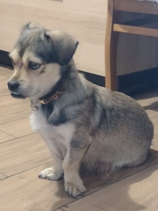 Szczeniaki mieszance po półpekinczykach