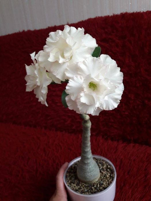 Продам сортовые адениумы