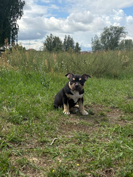 American bully pocket