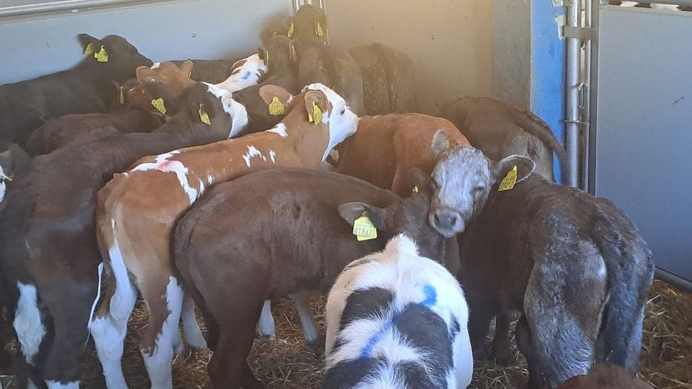 Sprzedam cielaki mięsne cała Polska