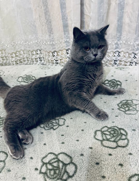 Шотландські кошенята/Scottish cats/Scottish fold/straight