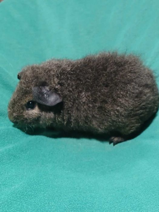 Американська тедді, морська свинка