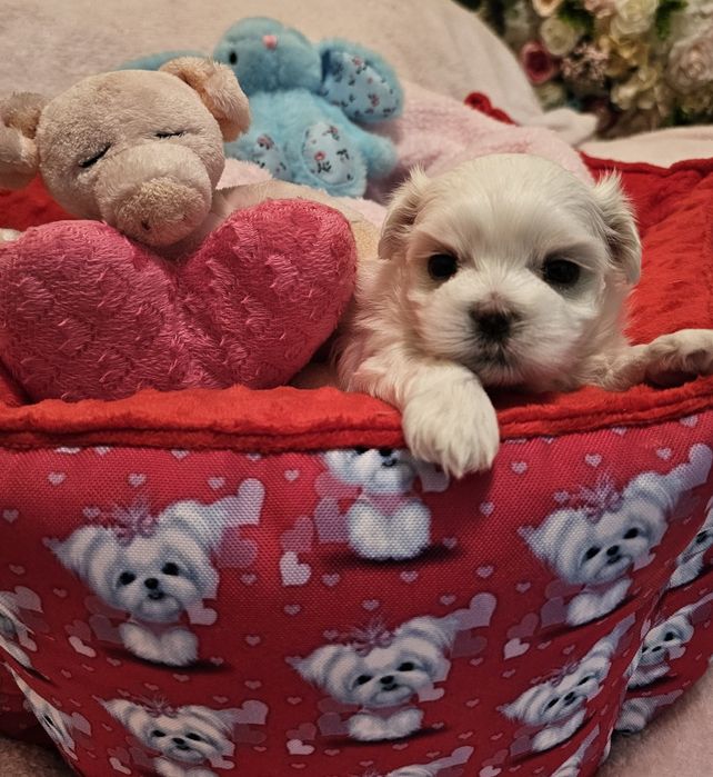 Maltańczyk piękna sunia [FCI]