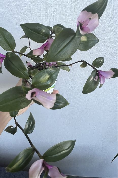 Свіжозріз традесканціі соромʼязлива наречена (блашинг брайд)