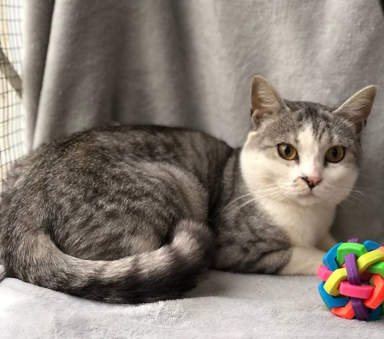 Котик 1,5 года в семью бесплатно