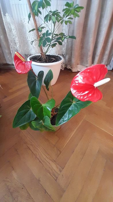 Антуріум (чоловіче щастя) на подарунок