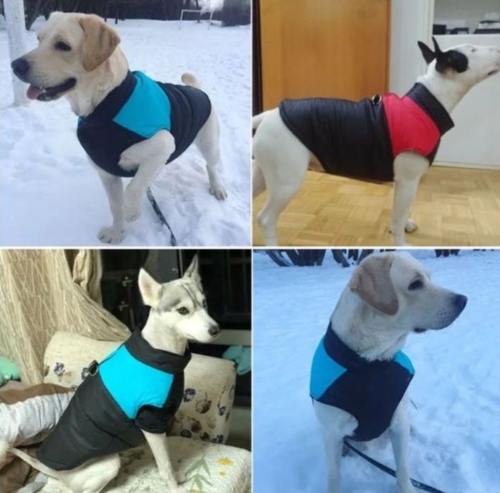 Жилет для чихуахуа