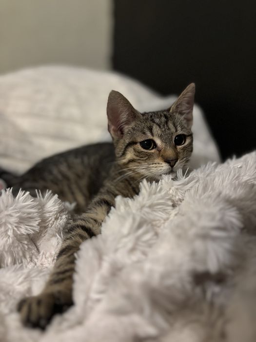 Weasley - kotek do adopcji