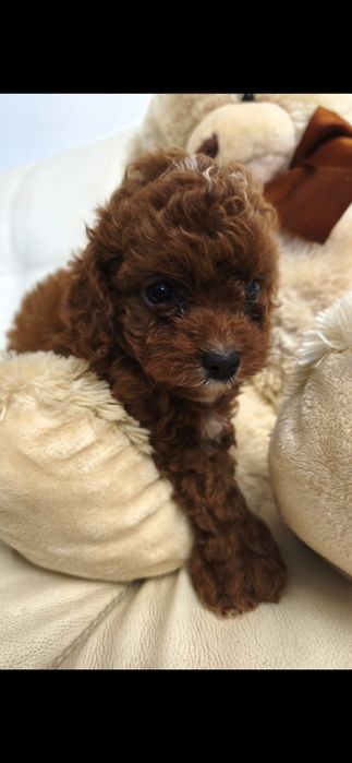 Пудель Киев ред браун red brown