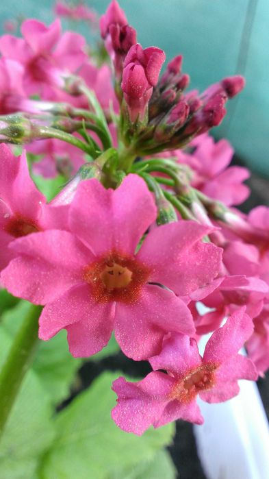 Примула  дрібнозубчата ( Пон Пон)