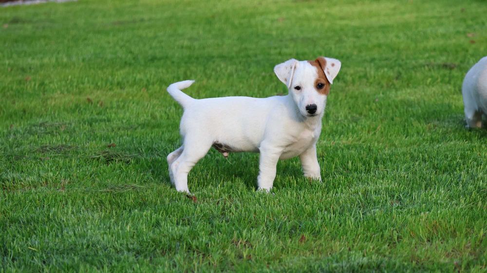 Oryginalny Jack Russell Terrier z hodowli BREFIO/badania genetyczne