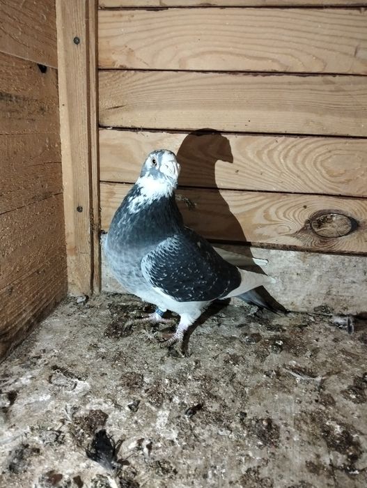 Gołębie staropolskie