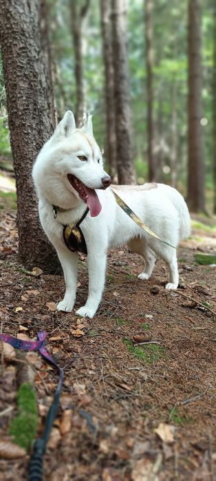 Siberian Husky/Suczka, Wybitna, ciemnooka