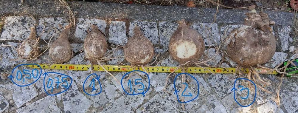 Bolbos Amaryllis Belladonna