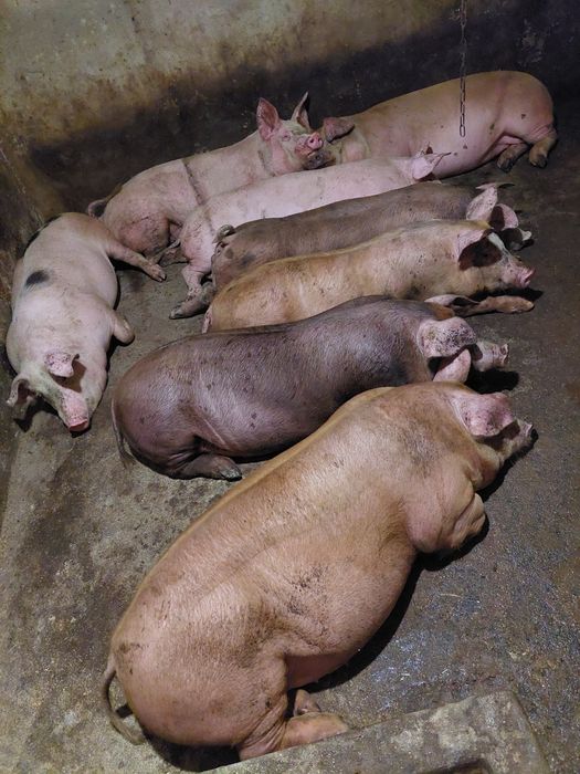 Продам свині великі м'ясні домашні.