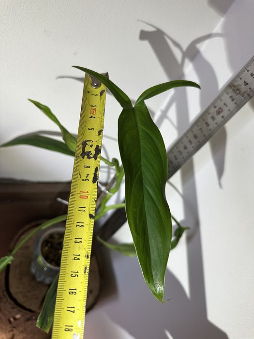 Філодендрон  Philodendron  Holtonianum