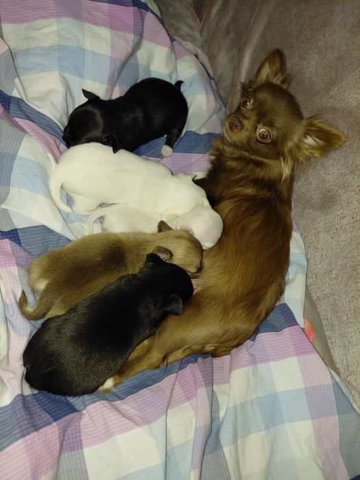 Кмітливі малюки чихуахуа