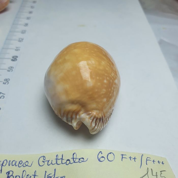 Cypraea Guttata.