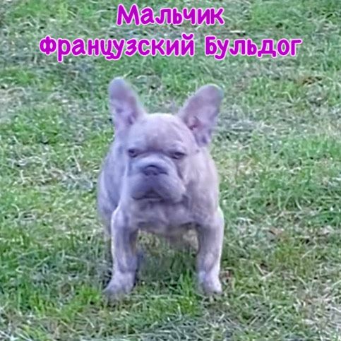 Неймовірне цуценя Французьського Бульдога! Кому красеня?