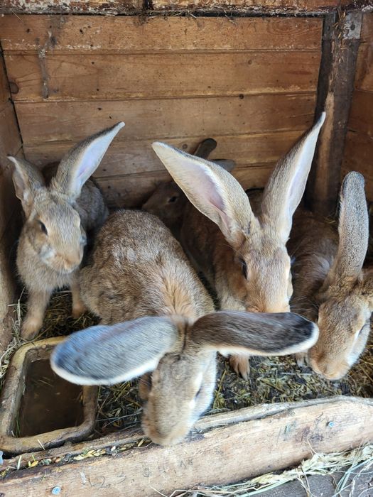 Króliki kalifornijskie burgundy barany francuskie srokacze i mieszańce
