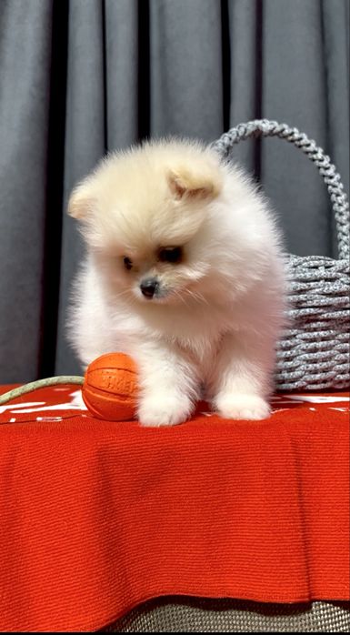 Померанська красуня чекає на родину