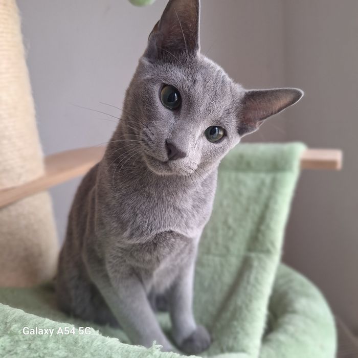 Kocurek rosyjski niebieski