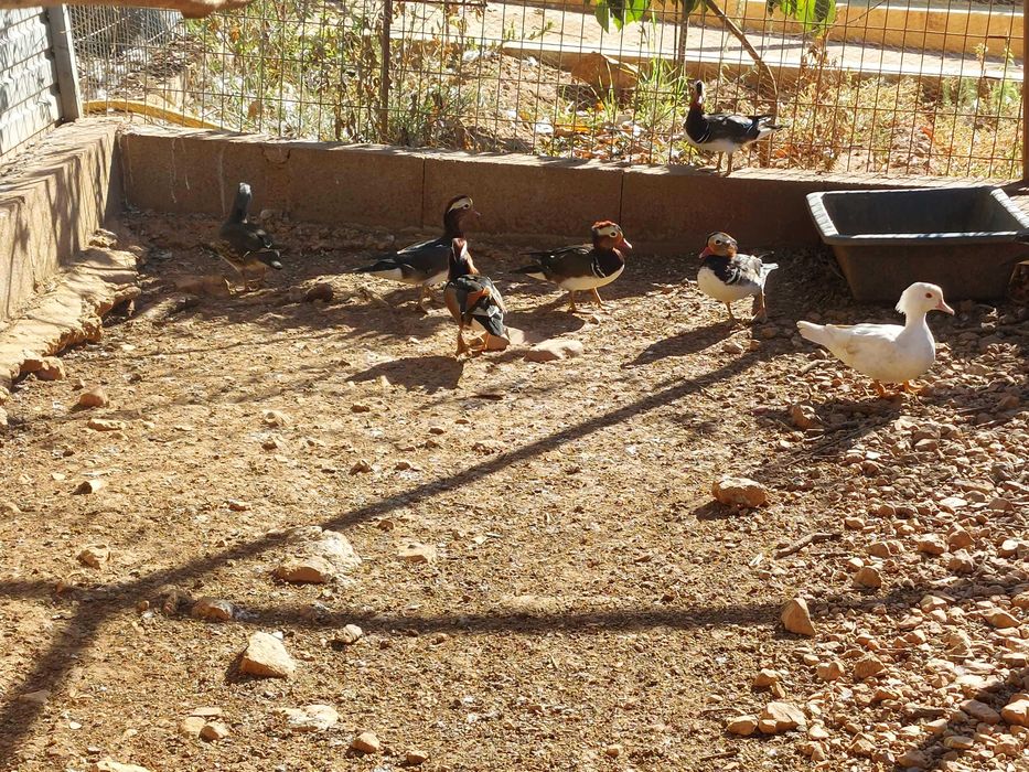 Patos mandarins de 2025