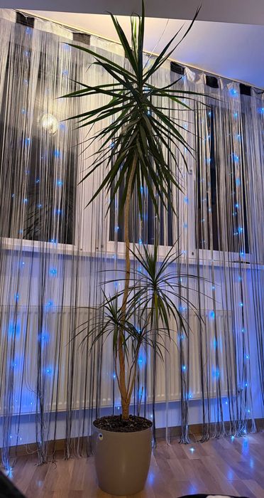 Пальма кімнатна Драцена 2.5м самовивіз