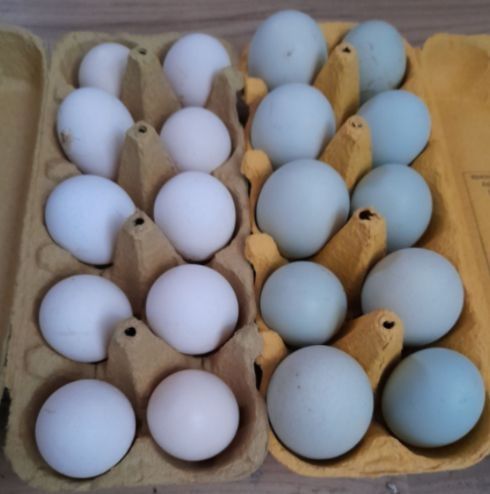 Jaja lęgowe jajka nioski ozdobne mix australop zielonooka green shell