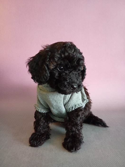 Cudooowny piesek pudel Black sable