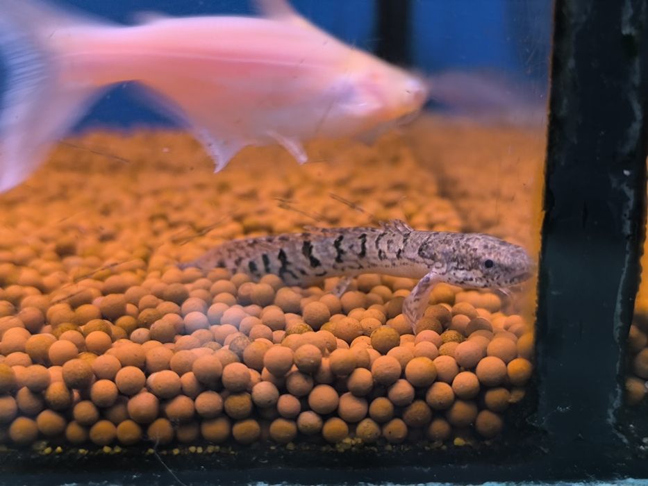 Polypterus Delhezi
