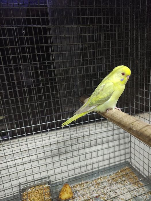 Aves piriquitos asa negra e Ingleses