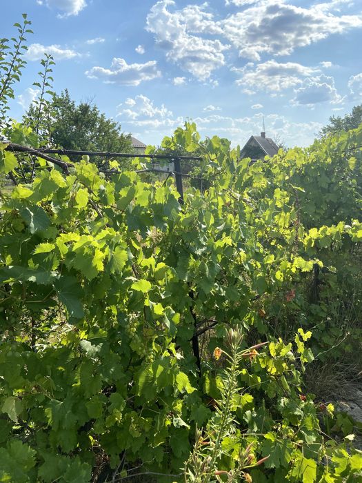 Дача, земельна ділянка, Володимирівське, Запорізька область