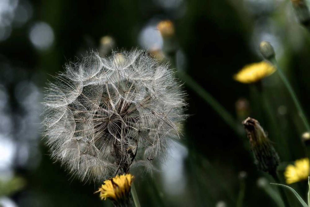 Minolta XG2 + MC Rokkor PG 58/1.2