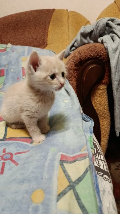 Відам котят в добрі руки