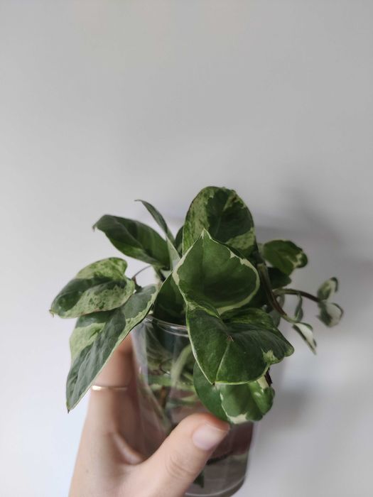 Pothos N'joy (fresh cuttings)