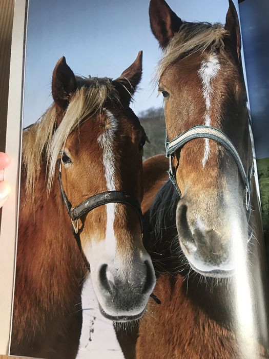Книга Лошади Коні колекція малюнків і фотографій