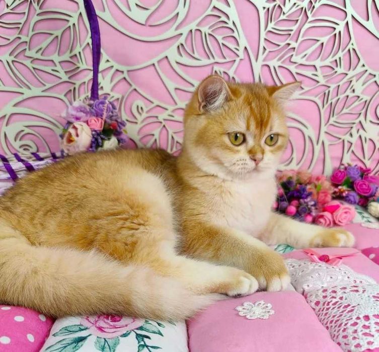 Чарівна британська кицька золота шиншила, Бони