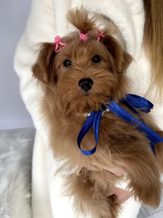 Помапу  чарівні крихітки чекають на вас