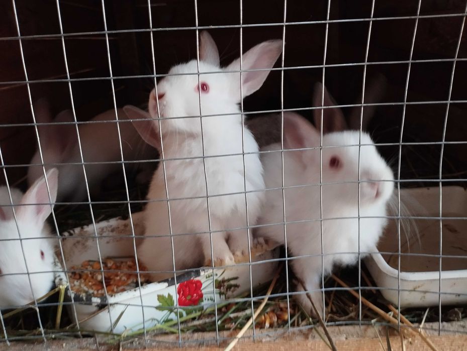 Кролі вік місяць