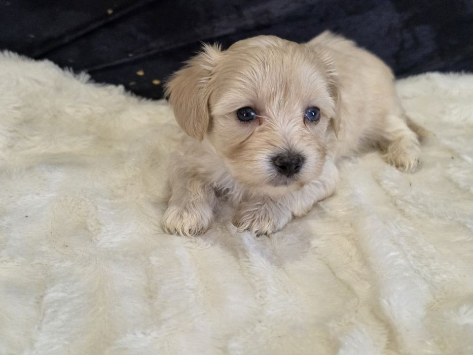 Maltipoo z dokumentami