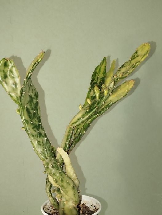 Opuncja monacantha variegata