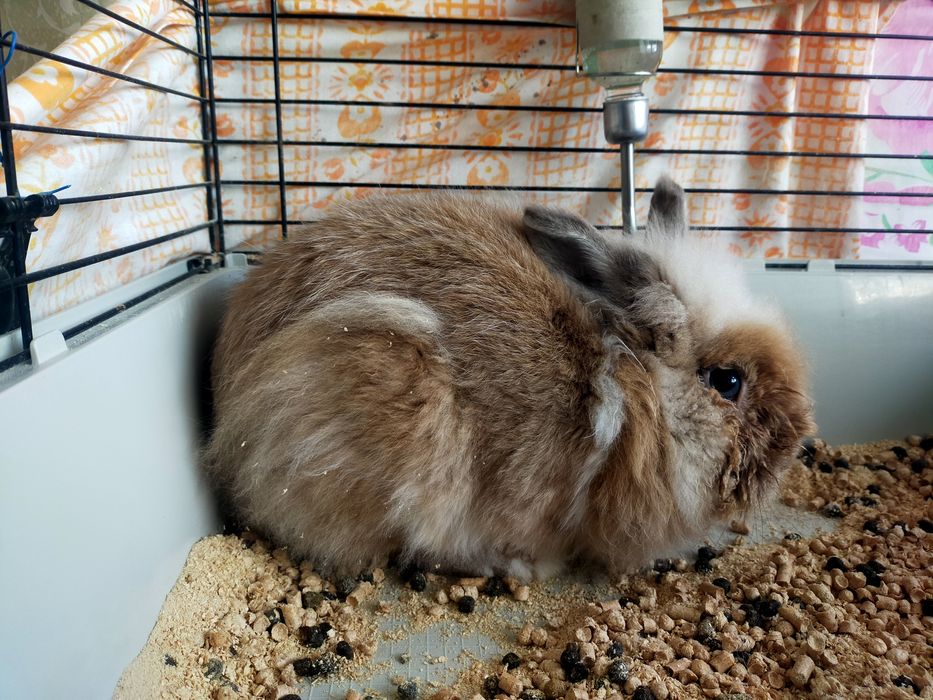 Кролик львиноголовый